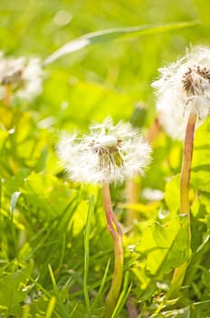 dandelion