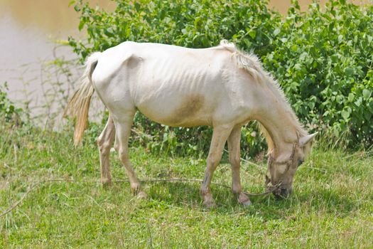 This is a horse it's haver a white colour