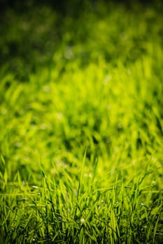 green summer grass in sunlight