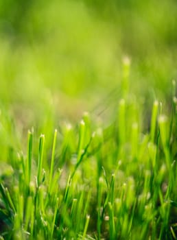 green summer grass in sunlight