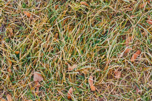 hoar frost green grass under autumn sun