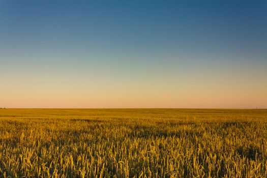 A barley field with shining golden barley ears in summer
