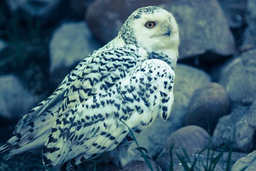 Beautiful brilliant white owl close up