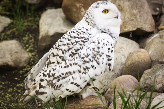 Beautiful brilliant white owl close up