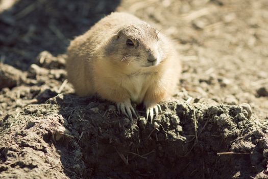 Gopher(Spermophilus dauricus) in the wild nature near the mink