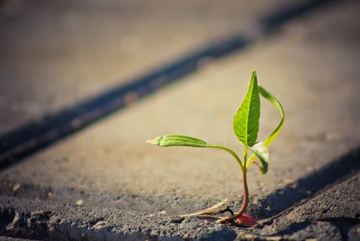 Young sprout makes the way through road tiles