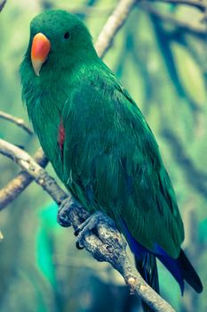 Beautiful tropical parrot ara sitting on the branch