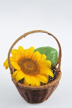 yellow sunflower with green leaf in wooden woven basket