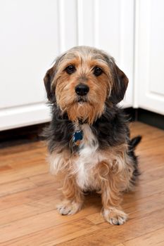 A cute mixed breed Borkie dog. The dog is half beagle and half yorkshire terrier. 