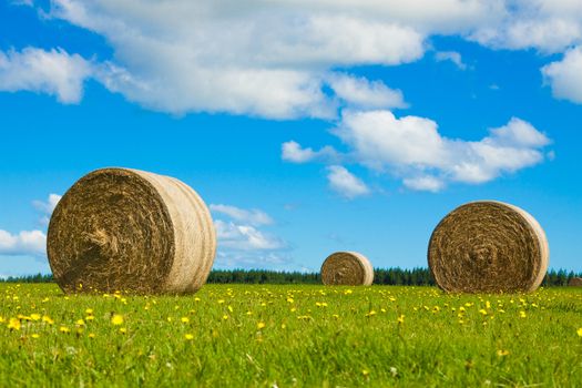 Big hay bay rolls in a green field with yellow flowers and blue sky.
