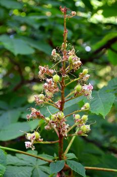 Closeup of small deflorated conker tree fruit set.