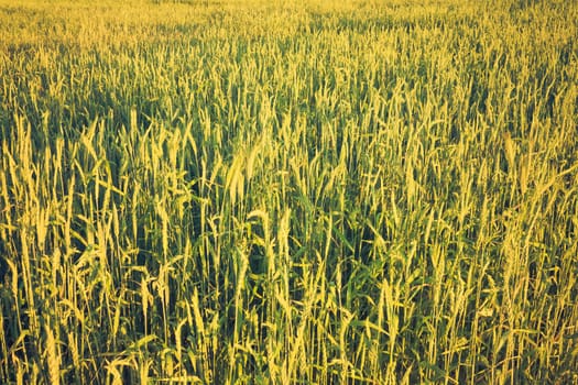 A barley field with shining green barley ears in early summer