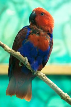Beautiful tropical parrot ara sitting on the branch
