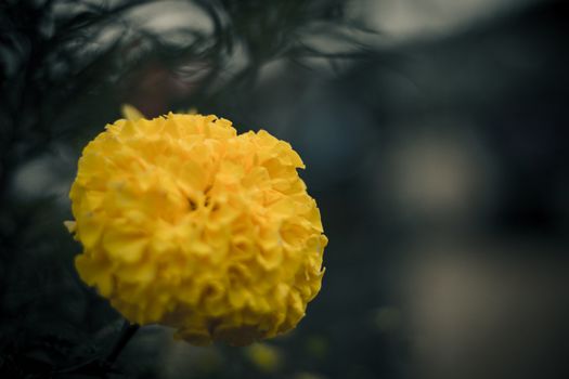 Yellow marigold, Tagetes Erecta single yellow curly arden flower macro shot