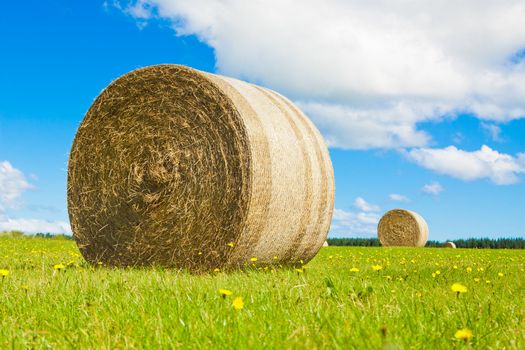 Big hay bay roll in a green field and blue sky