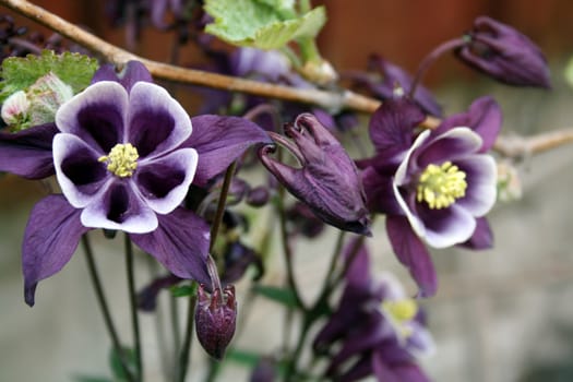 stunning aquilegia flowers