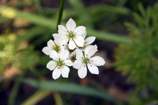 jasmine flowers