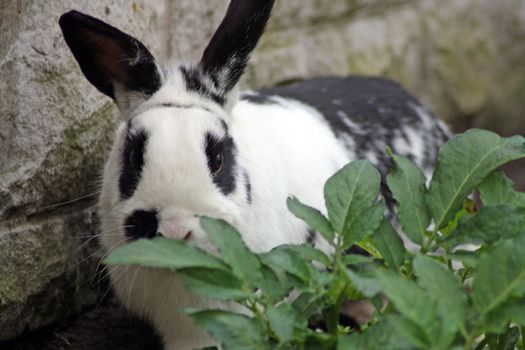 stunning rabbit in the garden