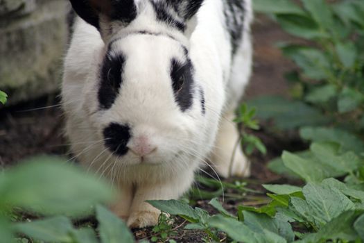 rabbit in the garden