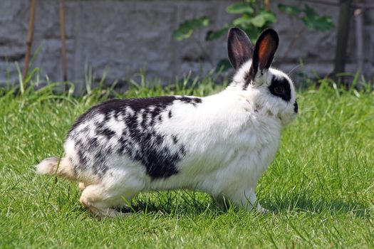 rabbit in the garden