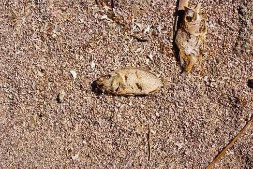 Colorful dead fish on shore of crushed fish  bones