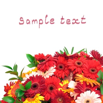 Vibrant Colorful Daisy Gerbera Flowers (with sample text)