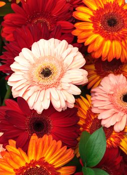 Vibrant Colorful Daisy Gerbera Flowers, background