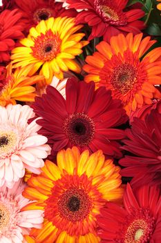 Vibrant Colorful Daisy Gerbera Flowers, background