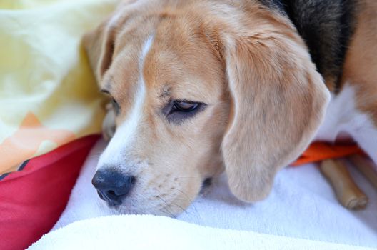 a young beagle  sleeping on her  pillow