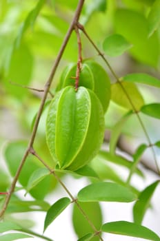 green star apple fruit on the tree 