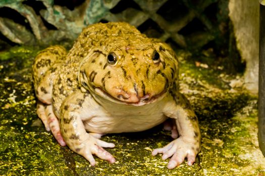 Macro Brown frog.