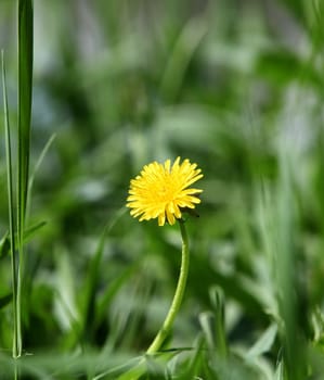 one yellow dandelion in green grass