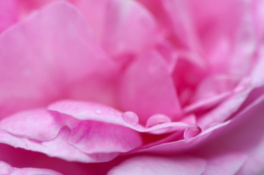 Rose with water drop close-up.