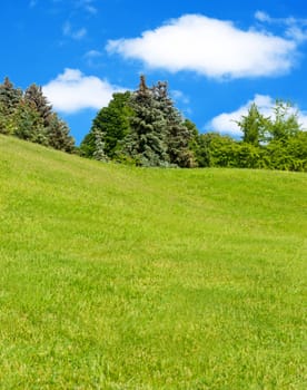 Meadow of fresh grass and trees in background.