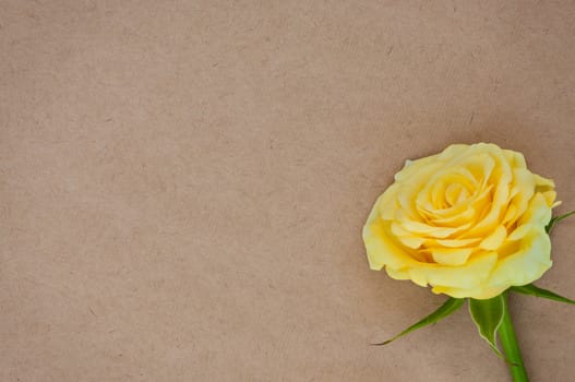 Paper background with yellow rose and place for text.