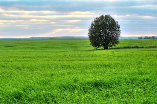 An image of lonely tree on a green field
