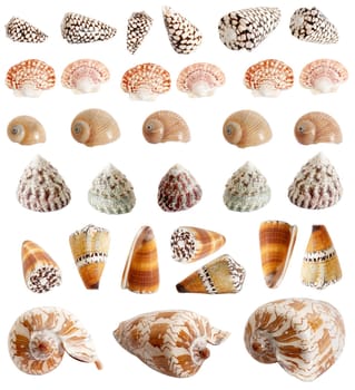 An image of isolated seashells