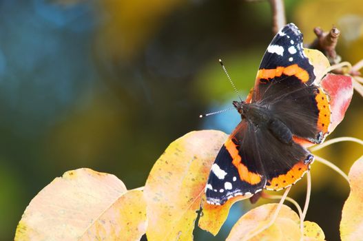 A butterfly sitting amongst autumn leaves
