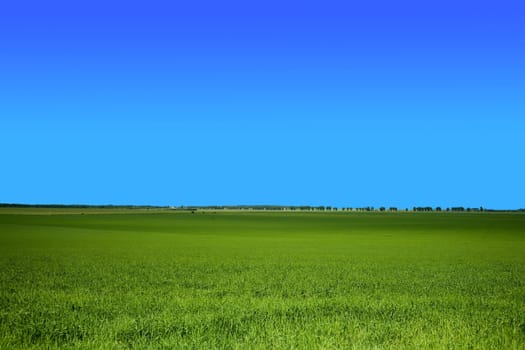 An image of green field under blue sky