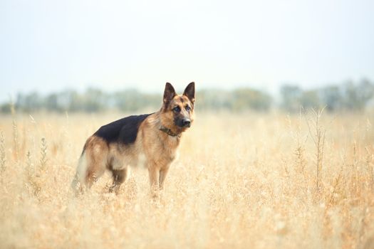 German sheepdog in the steppe. Color photo