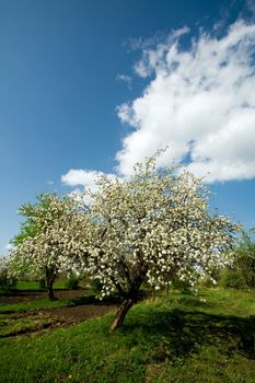 Apple tree in blossom by springtime on the cloudy blue sky background