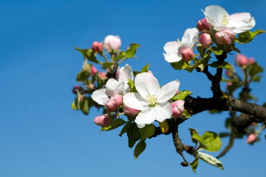 Beautiful white apple blossoms on the blue background