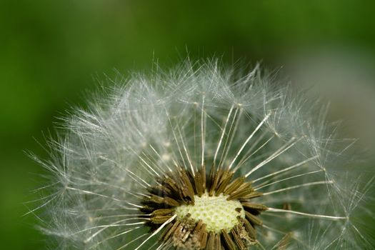 Close up of a deflorate dandelion on blurred green background