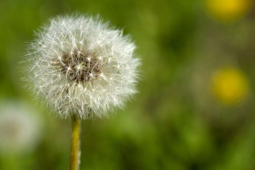 Close up of a deflorate dandelion on blurred green background