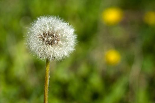 Close up of a deflorate dandelion on blurred green background