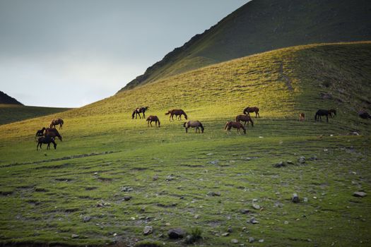 Herd of horses pasturing in mountain place