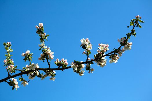 An apple branch in white and pink blossom on the sky background