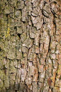 Stock photo: nature: an image of a background of brown bark