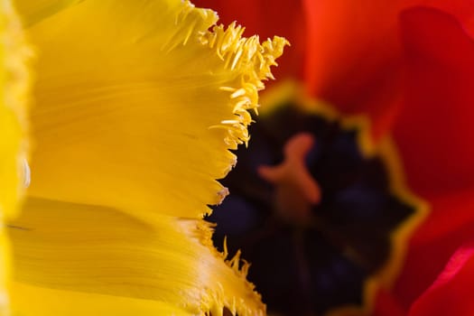 Stock photo: an image of  red and yellow tulips