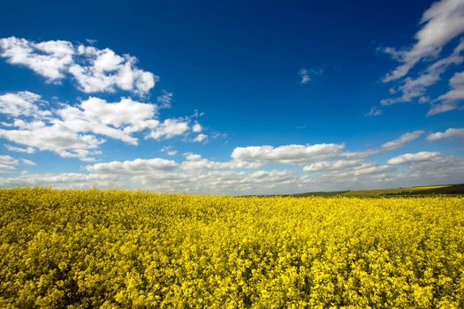 An image of a yellow field and blue sky